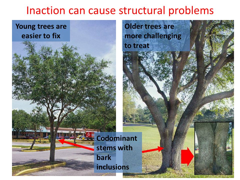 Inaction can cause structural problems Young trees are easier to fix Older trees are more challenging to treat Codominant stems with bark inclusions