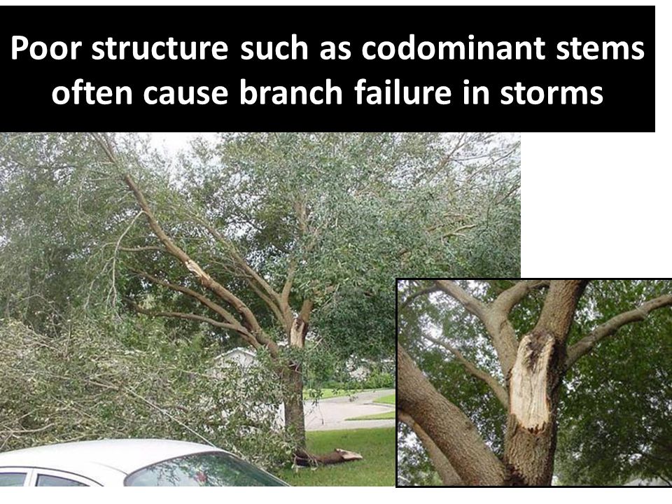 Poor structure such as codominant stems often cause branch failure in storms
