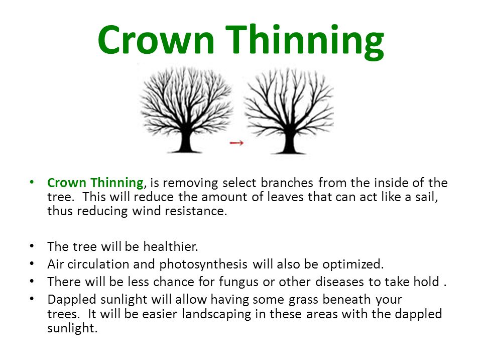 Crown Thinning Crown Thinning, is removing select branches from the inside of the tree.