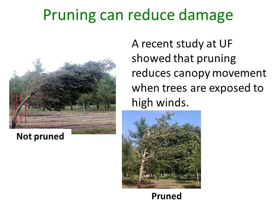 Pruning can reduce damage A recent study at UF showed that pruning reduces canopy movement when trees are exposed to high winds.