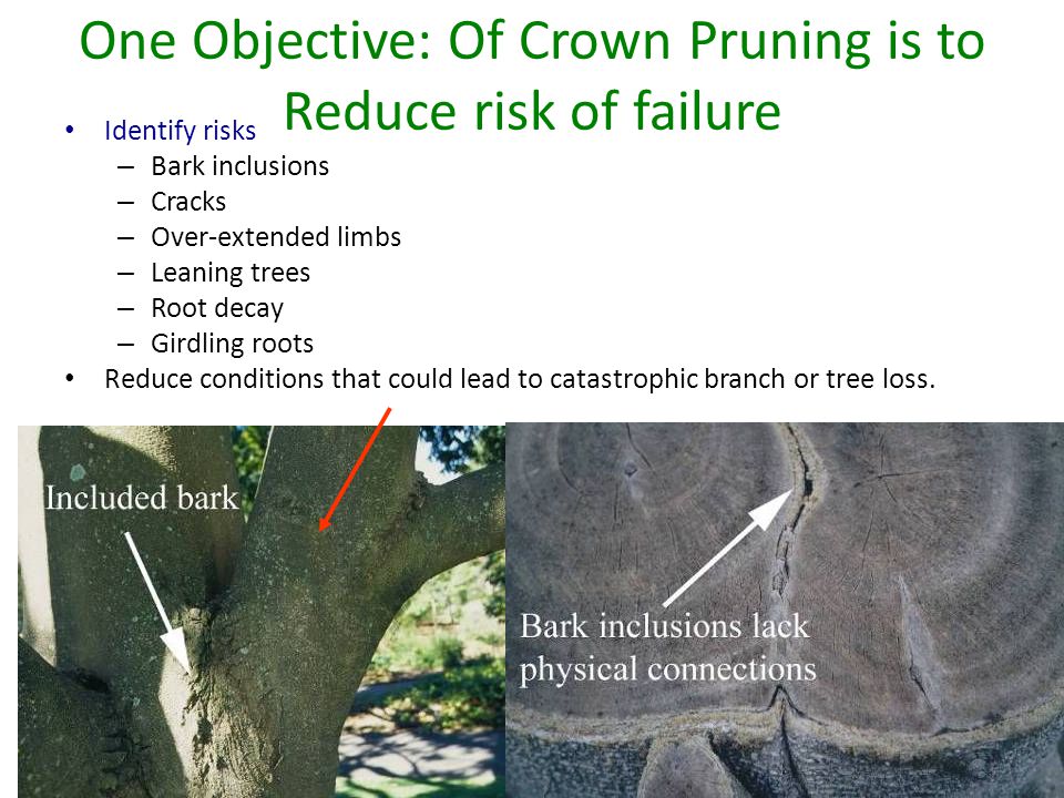 One Objective: Of Crown Pruning is to Reduce risk of failure Identify risks – Bark inclusions – Cracks – Over-extended limbs – Leaning trees – Root decay – Girdling roots Reduce conditions that could lead to catastrophic branch or tree loss.