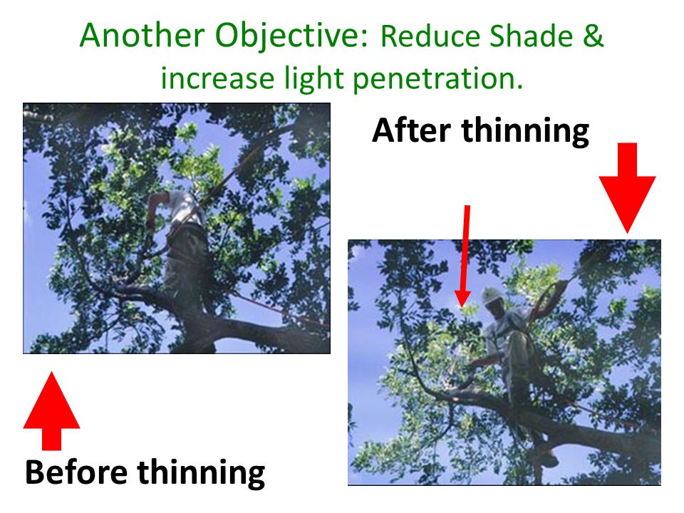 Another Objective: Reduce Shade & increase light penetration.
