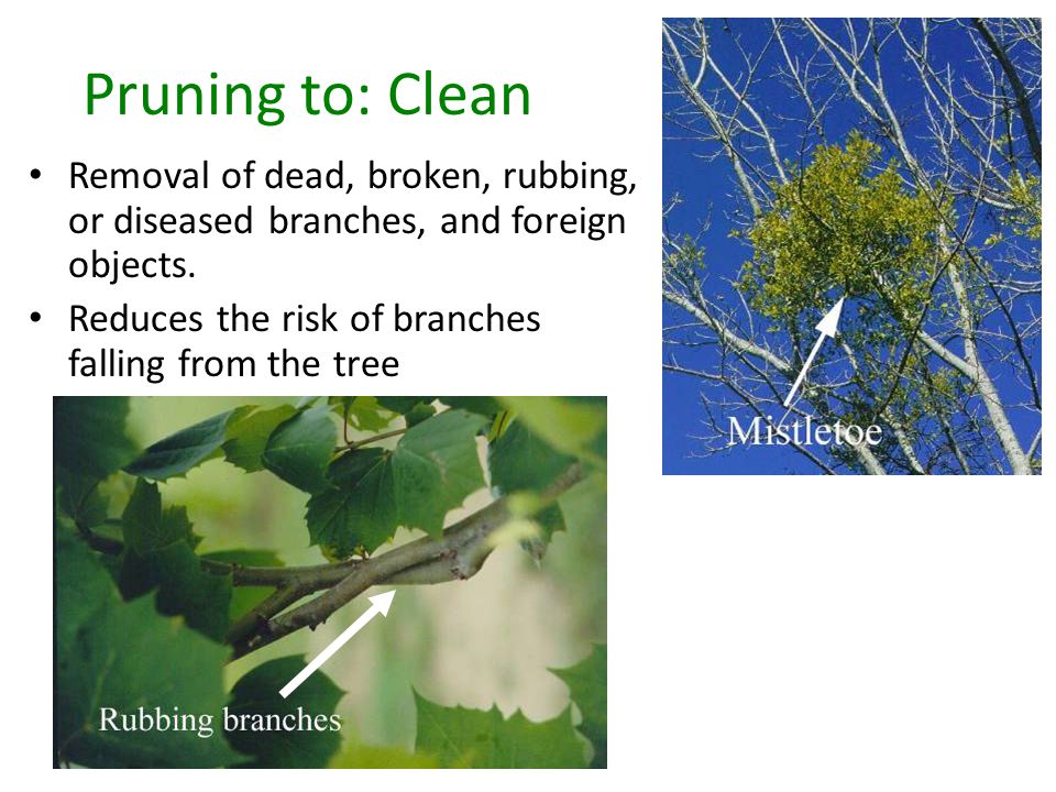 Pruning to: Clean Removal of dead, broken, rubbing, or diseased branches, and foreign objects.
