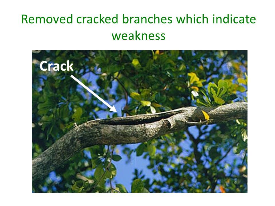 Removed cracked branches which indicate weakness Crack
