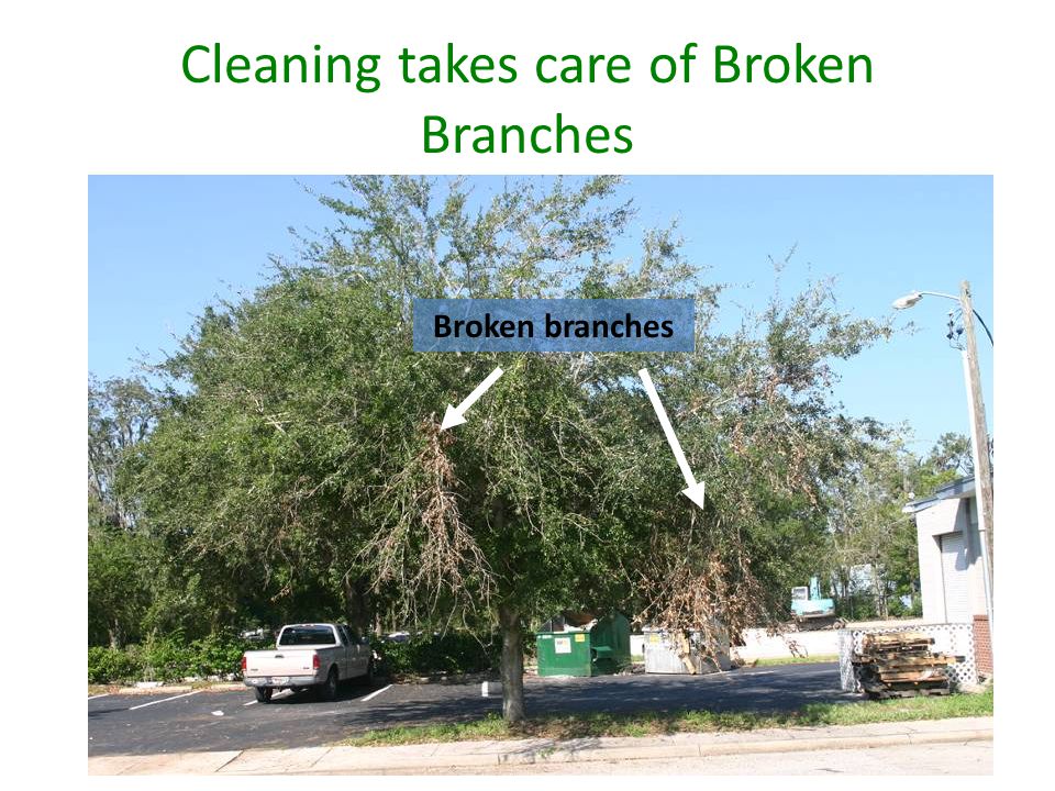 Cleaning takes care of Broken Branches Broken branches