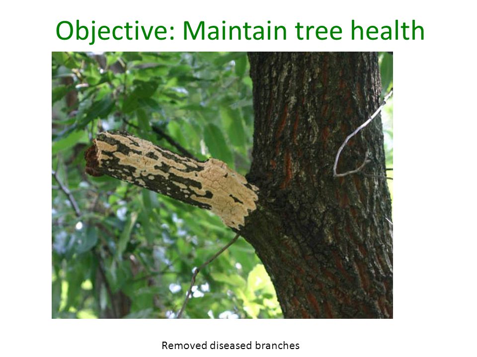 Objective: Maintain tree health Removed diseased branches