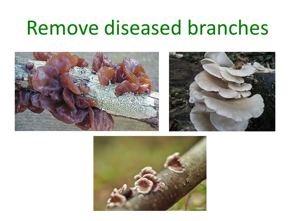 Remove diseased branches