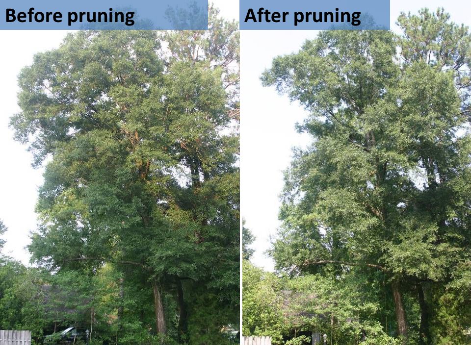 Before pruningAfter pruning
