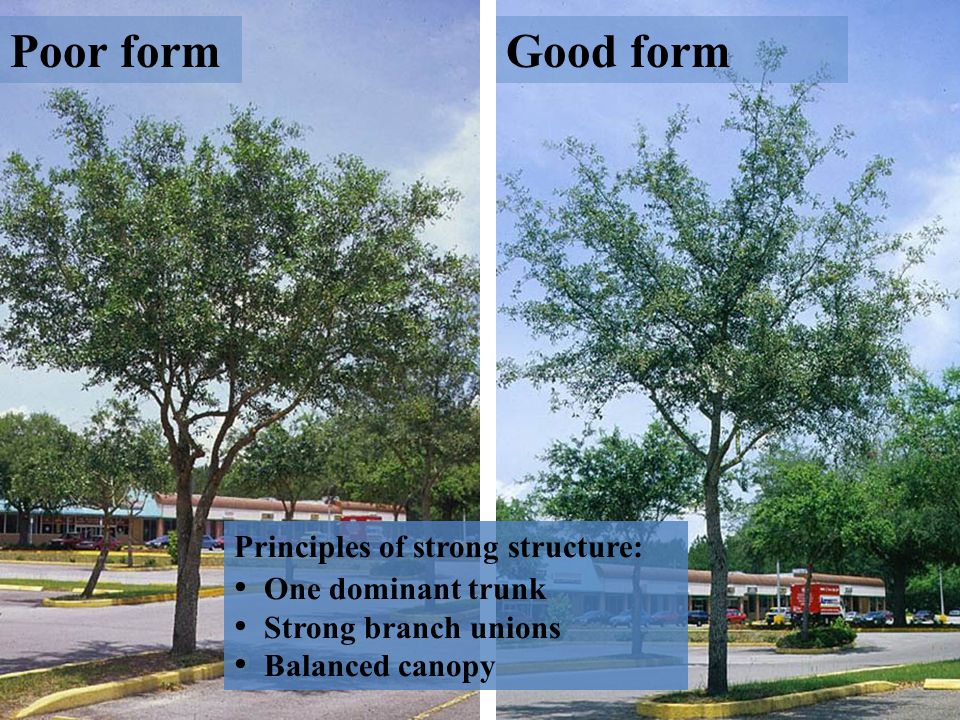 Poor formGood form Principles of strong structure: One dominant trunk Strong branch unions Balanced canopy