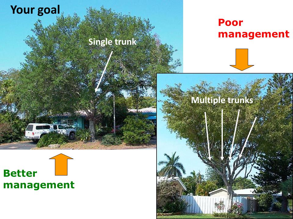 Poor management Better management Your goal Single trunk Multiple trunks