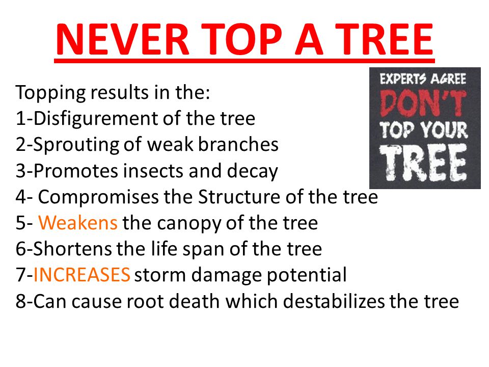 NEVER TOP A TREE Topping results in the: 1-Disfigurement of the tree 2-Sprouting of weak branches 3-Promotes insects and decay 4- Compromises the Structure of the tree 5- Weakens the canopy of the tree 6-Shortens the life span of the tree 7-INCREASES storm damage potential 8-Can cause root death which destabilizes the tree