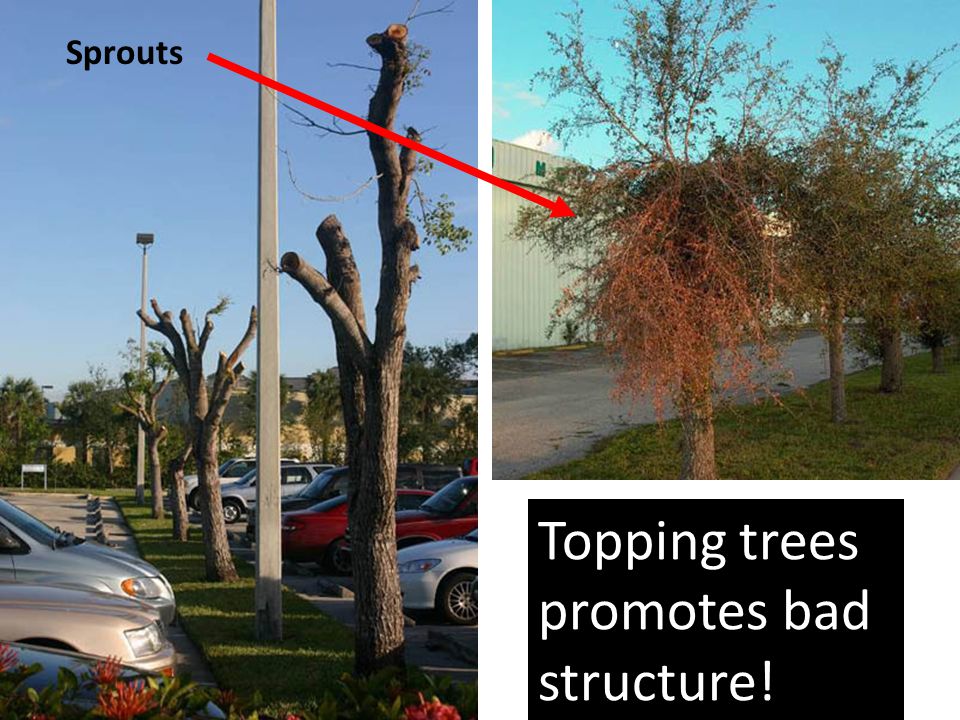 Topping trees promotes bad structure! Sprouts