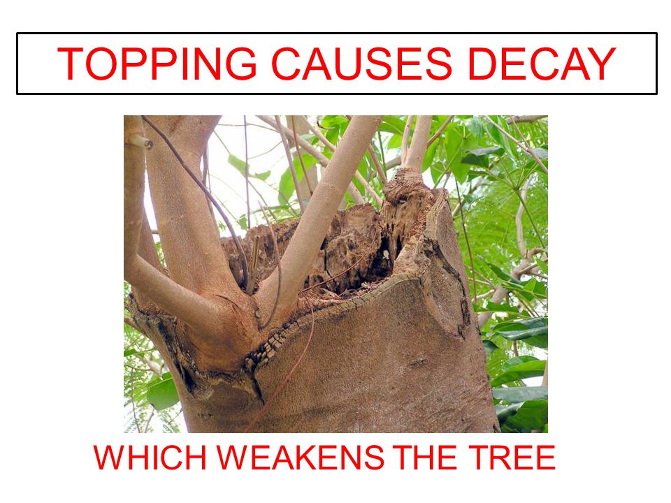 TOPPING CAUSES DECAY WHICH WEAKENS THE TREE
