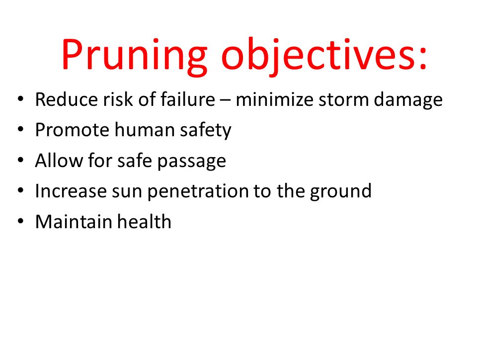 Pruning objectives: Reduce risk of failure – minimize storm damage Promote human safety Allow for safe passage Increase sun penetration to the ground Maintain health