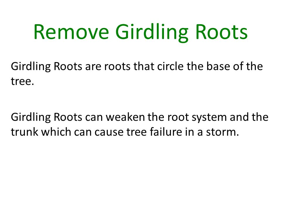 Remove Girdling Roots Girdling Roots are roots that circle the base of the tree.