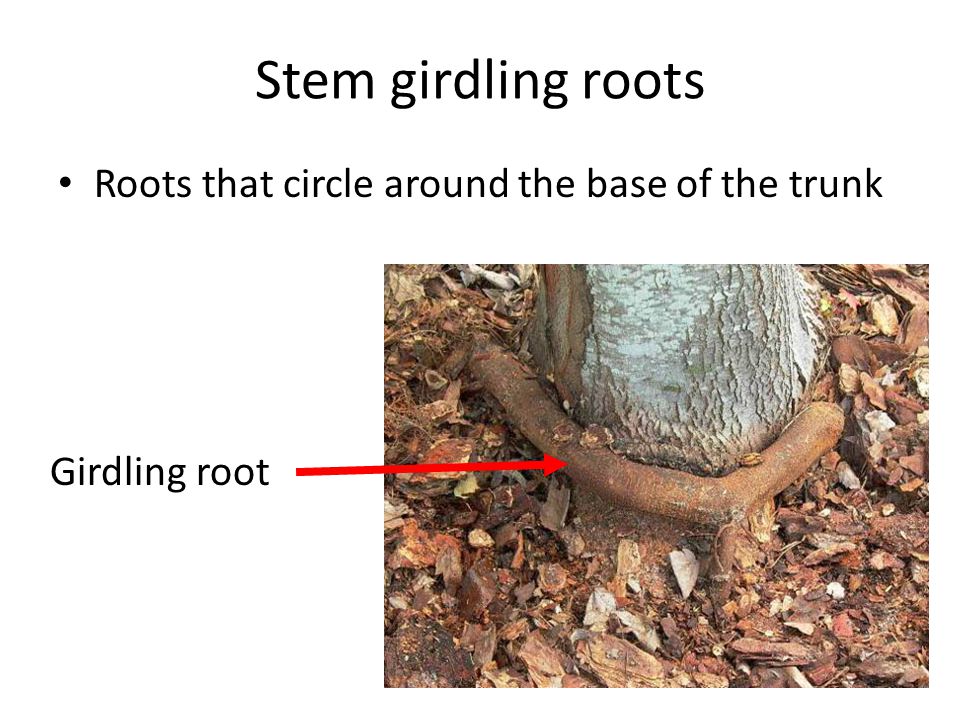 Stem girdling roots Roots that circle around the base of the trunk Girdling root