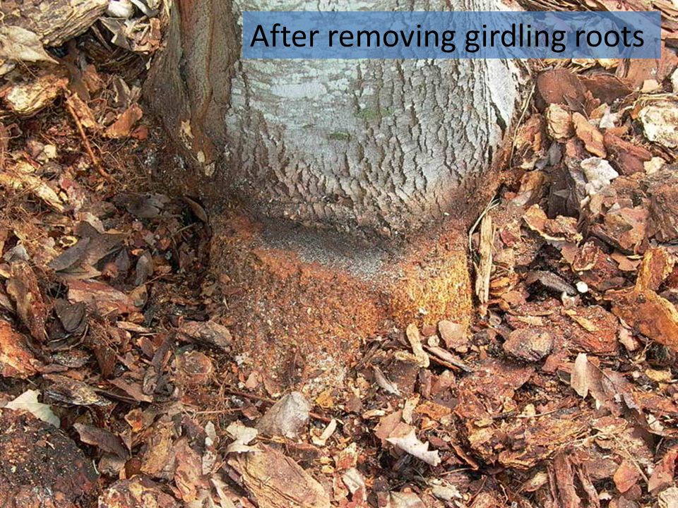 After removing girdling roots