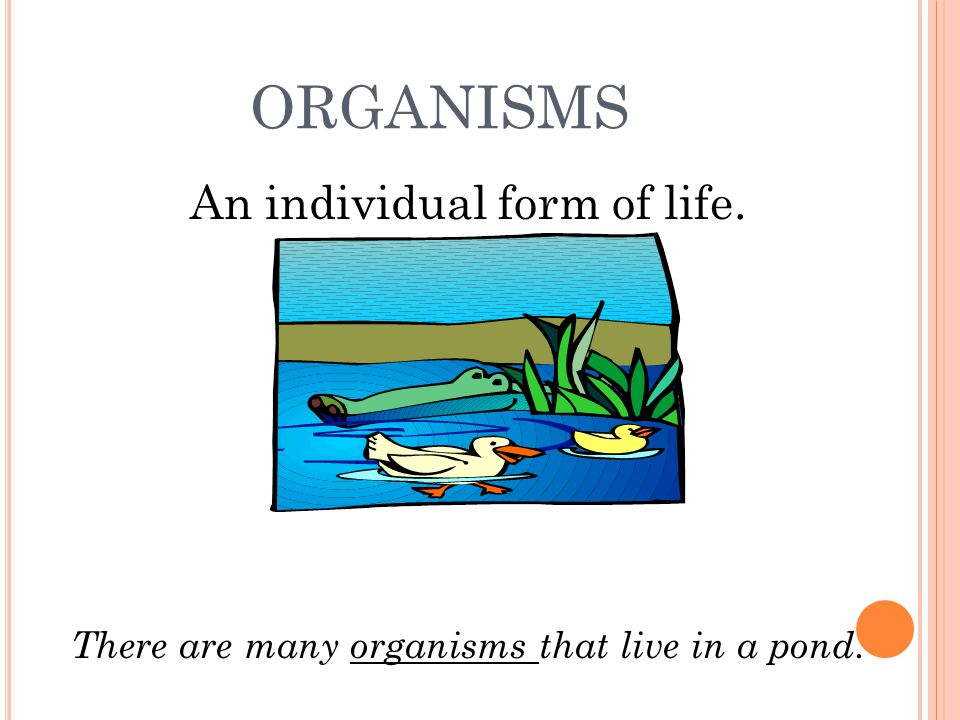 ORGANISMS An individual form of life. There are many organisms that live in a pond.