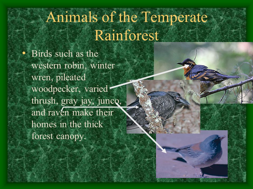 The Temperate Rainforest Pacific Coastal Forest. Climate and Geography Temperate  Rainforest is defined as a forest in the mid-latitudes that receives. - ppt  download