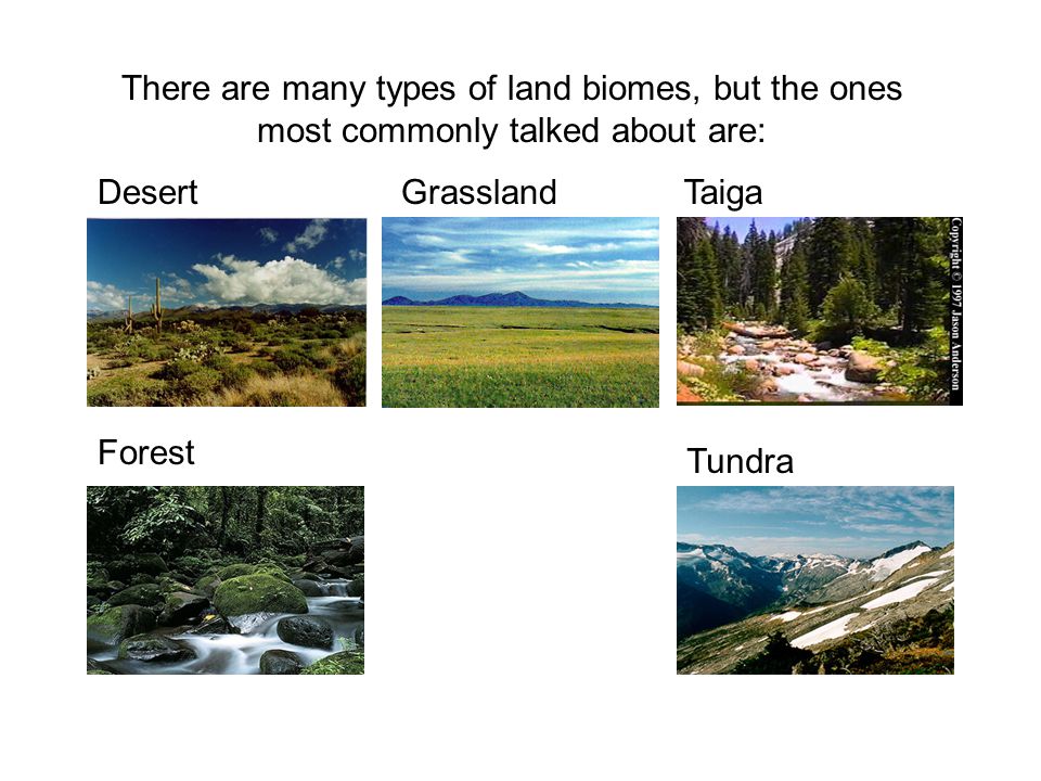Land Biomes Scientists divide the Earth based on the distinctive plant and animal species that live in a region.