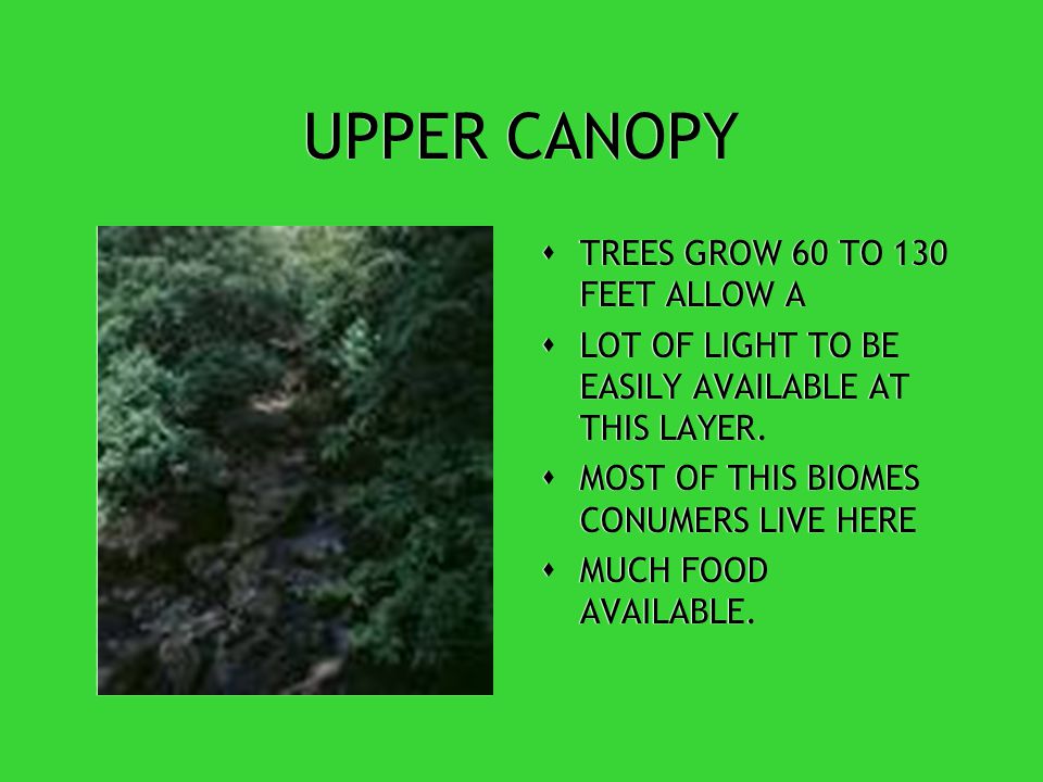 TROPICAL RAINFORESTS BIOMES SCIENCE 8 10 26 07 TROPICAL RAINFORESTS BIOMES SCIENCE 8 10 26 07