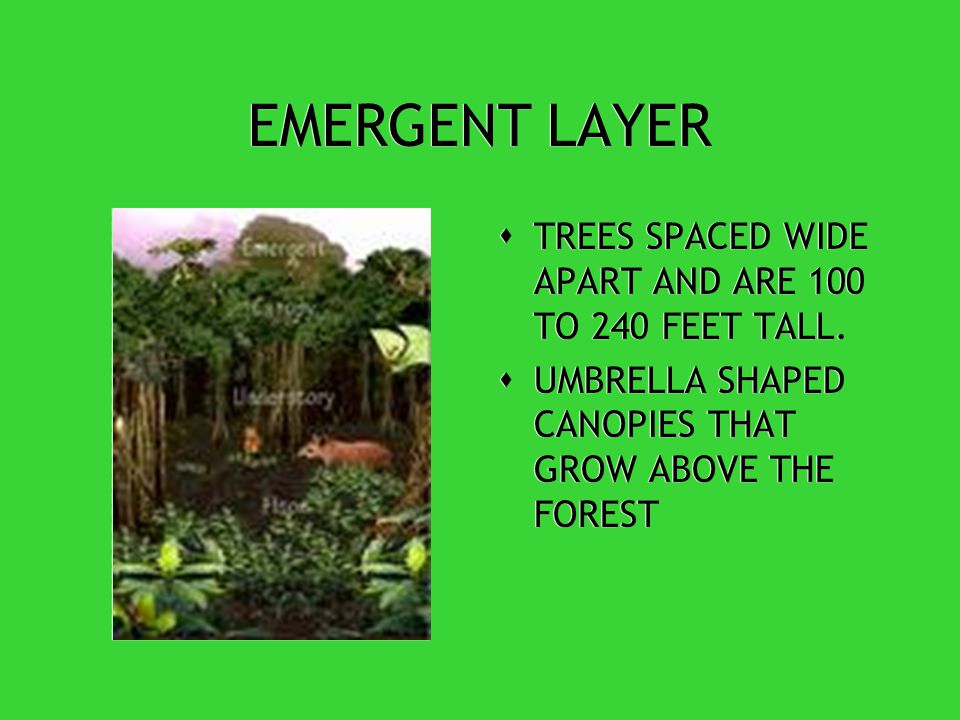 9 TROPICAL RAINFORESTS LAYERS THERE ARE FOUR DISTICT OF TREES IN THE RAINFOREST THEY EMERGENT LAYERUPPER CANOPY 9 TROPICAL RAINFORESTS LAYERS THERE ARE FOUR DISTICT OF TREES IN THE RAINFOREST THEY EMERGENT LAYERUPPER CANOPY