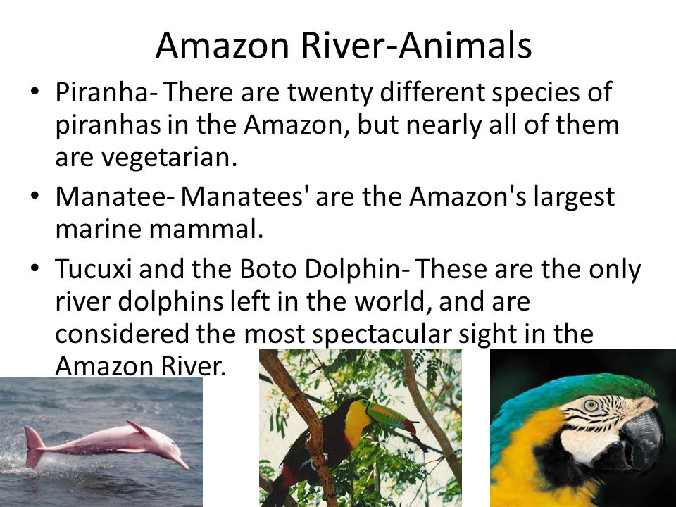 Amazon River And Rainforest Project By Grady Ewing Ppt Download Amazon River And Rainforest Project By Grady Ewing Ppt Download