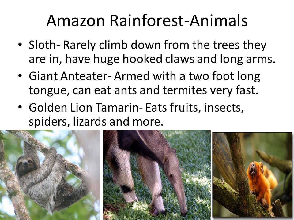Amazon Rainforest-Animals Sloth- Rarely climb down from the trees they are in, have huge hooked claws and long arms.