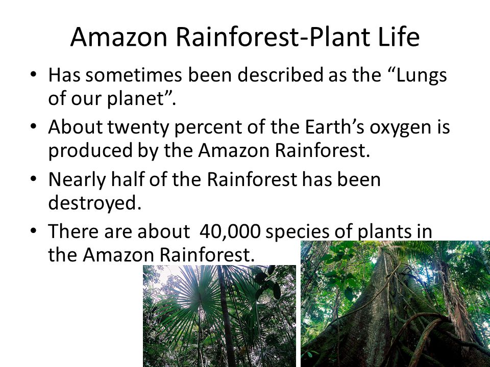 Amazon Rainforest-Plant Life Has sometimes been described as the Lungs of our planet .