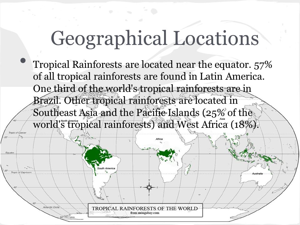 rainforest geographic location