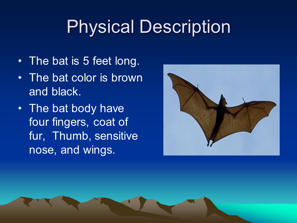 BATS BY Erick Ziga M. March 29, th Grade. Physical Description The bat is 5  feet long. The bat color is brown and black. The bat body have four. - ppt  download