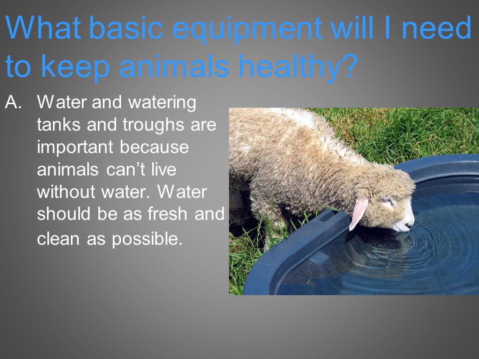 Lesson 3 Identifying Equipment Used to Maintain Good Animal Health. - ppt  download