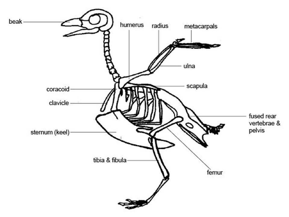 Вилочка у птиц это. Строение пингвина скелет. Строение скелета курицы. Строение скелета страуса. Строение скелета птицы схема.