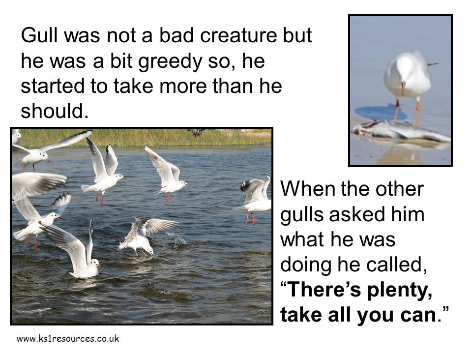 Gull was not a bad creature but he was a bit greedy so, he started to take more than he should.