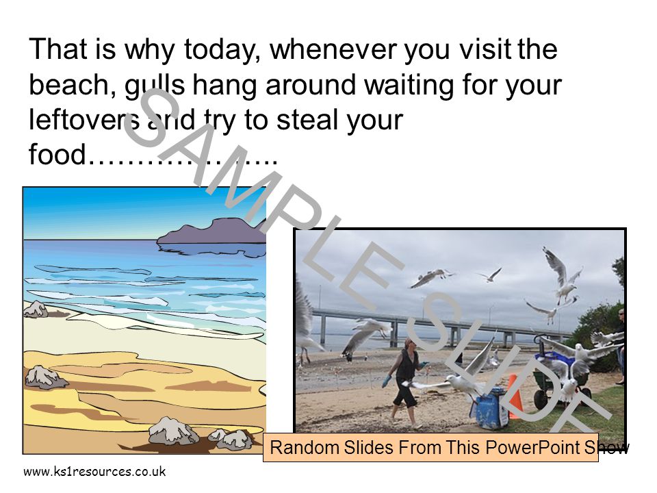 That is why today, whenever you visit the beach, gulls hang around waiting for your leftovers and try to steal your food………………..