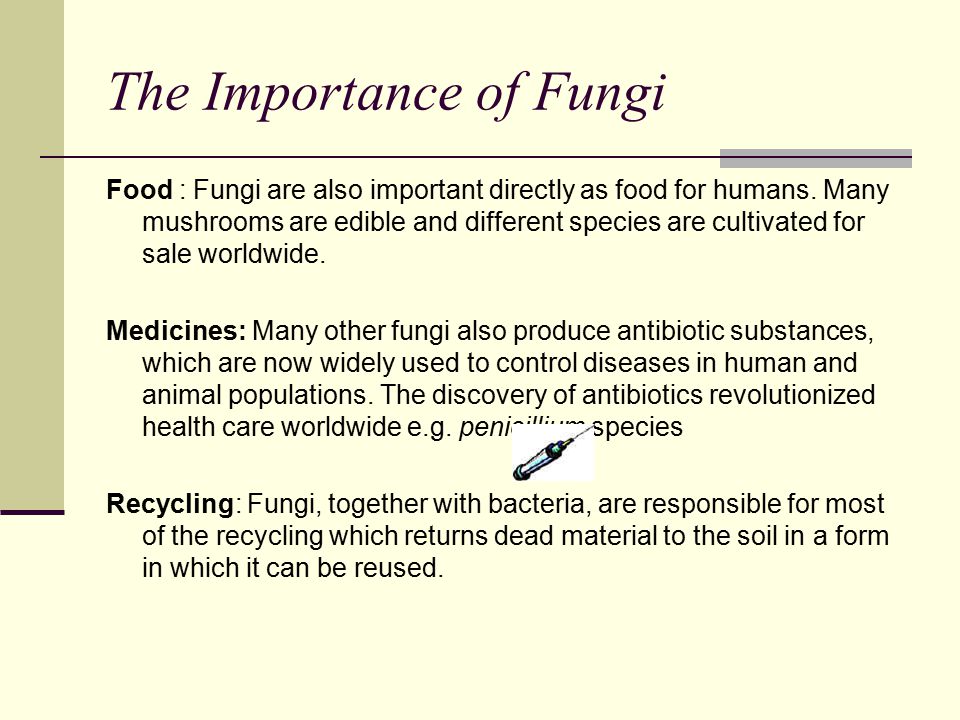 The Importance of Fungi Food : Fungi are also important directly as food for humans.