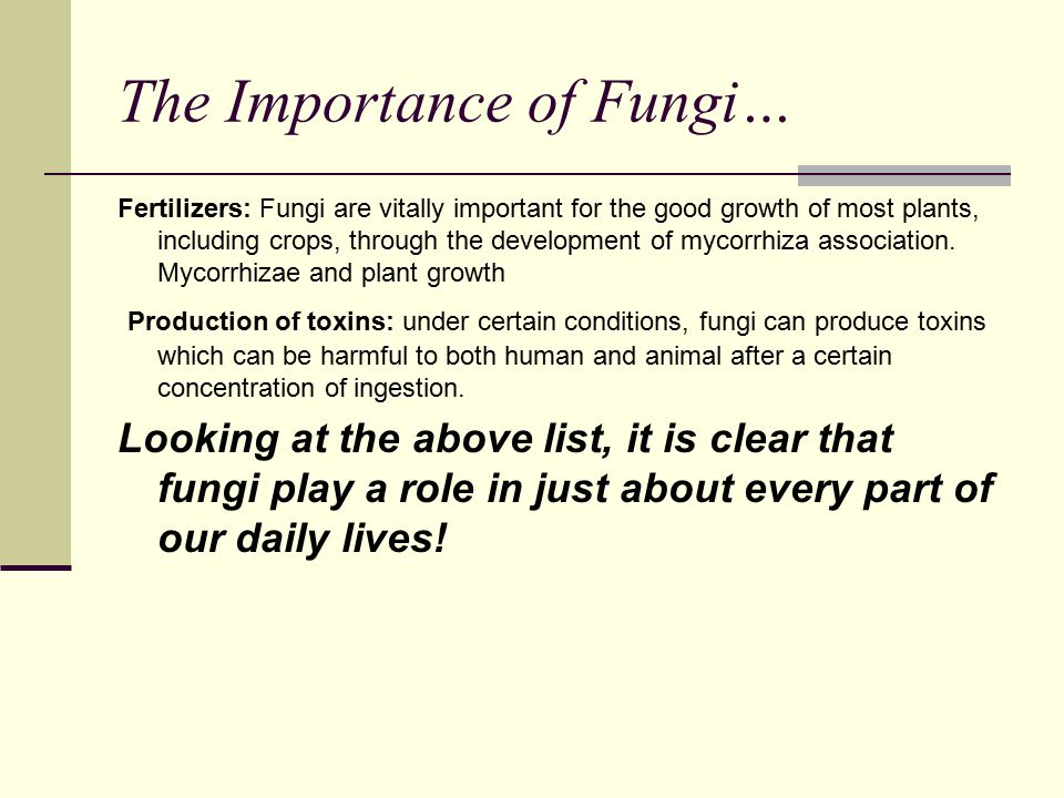 The Importance of Fungi… Fertilizers: Fungi are vitally important for the good growth of most plants, including crops, through the development of mycorrhiza association.