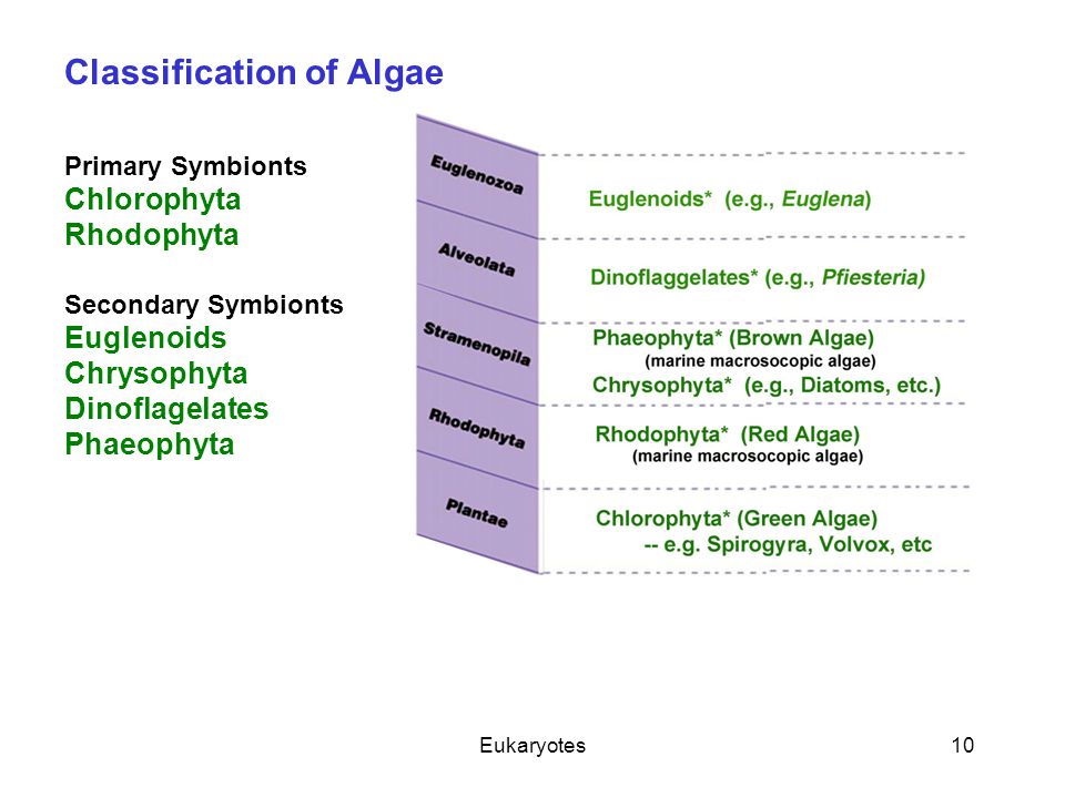 Eukaryotes10 Classification of Algae Primary Symbionts Chlorophyta Rhodophyta Secondary Symbionts Euglenoids Chrysophyta Dinoflagelates Phaeophyta