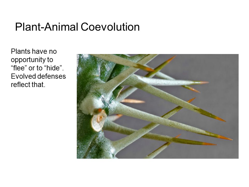 Coevolution. Coevolution involves the joint evolution of two or more  species as a consequence of their ecological interaction. - ppt download