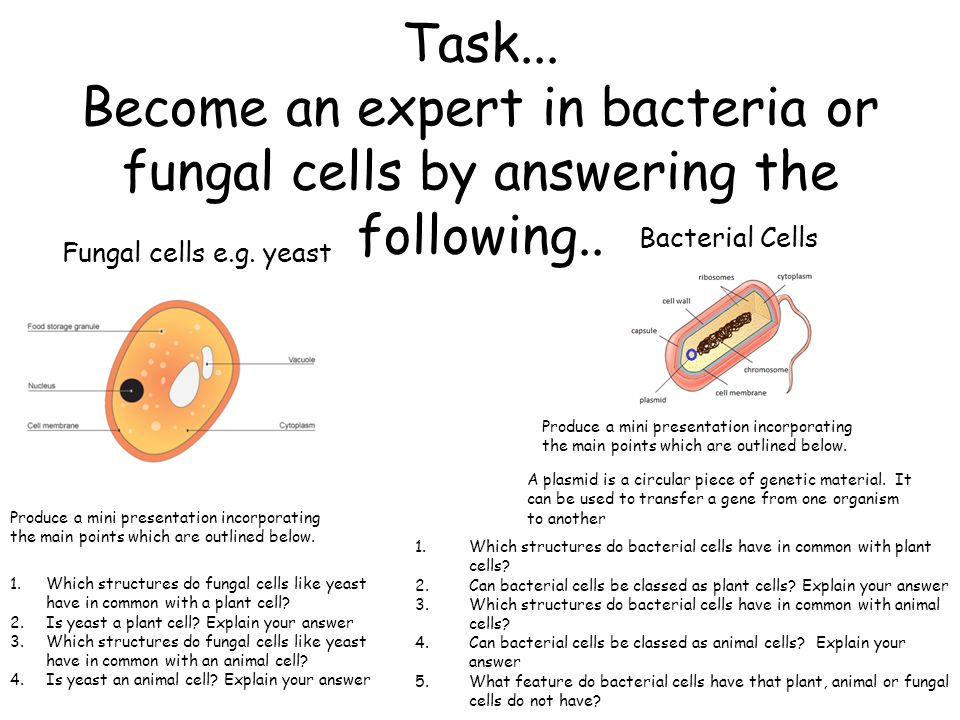 Bacterial and Fungal Cells Chromosome Plasmid. Task... Become an expert in  bacteria or fungal cells by answering the following.. Produce a mini  presentation. - ppt download