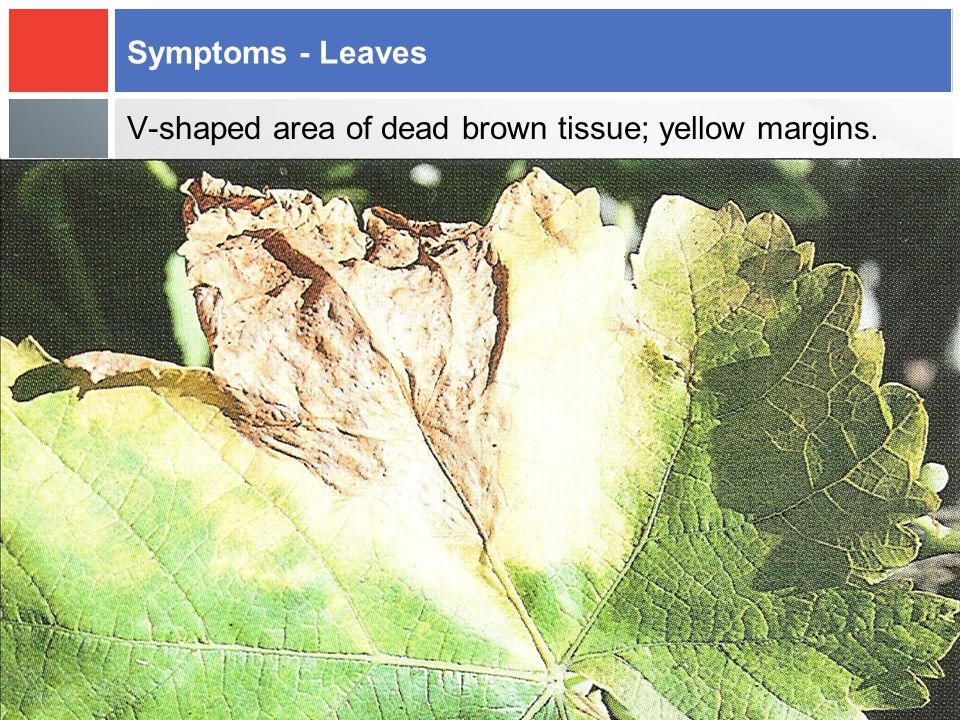 Symptoms - Leaves V-shaped area of dead brown tissue; yellow margins.