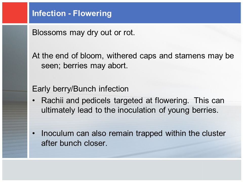 Infection - Flowering Blossoms may dry out or rot.