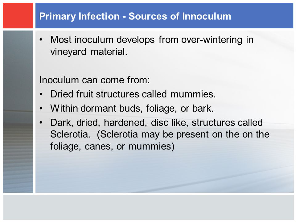 Primary Infection - Sources of Innoculum Most inoculum develops from over-wintering in vineyard material.