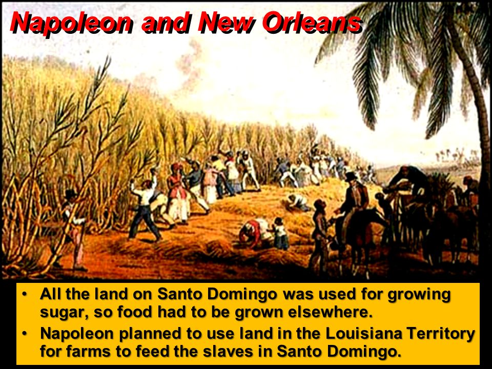 Napoleon and New Orleans All the land on Santo Domingo was used for growing sugar, so food had to be grown elsewhere.All the land on Santo Domingo was used for growing sugar, so food had to be grown elsewhere.