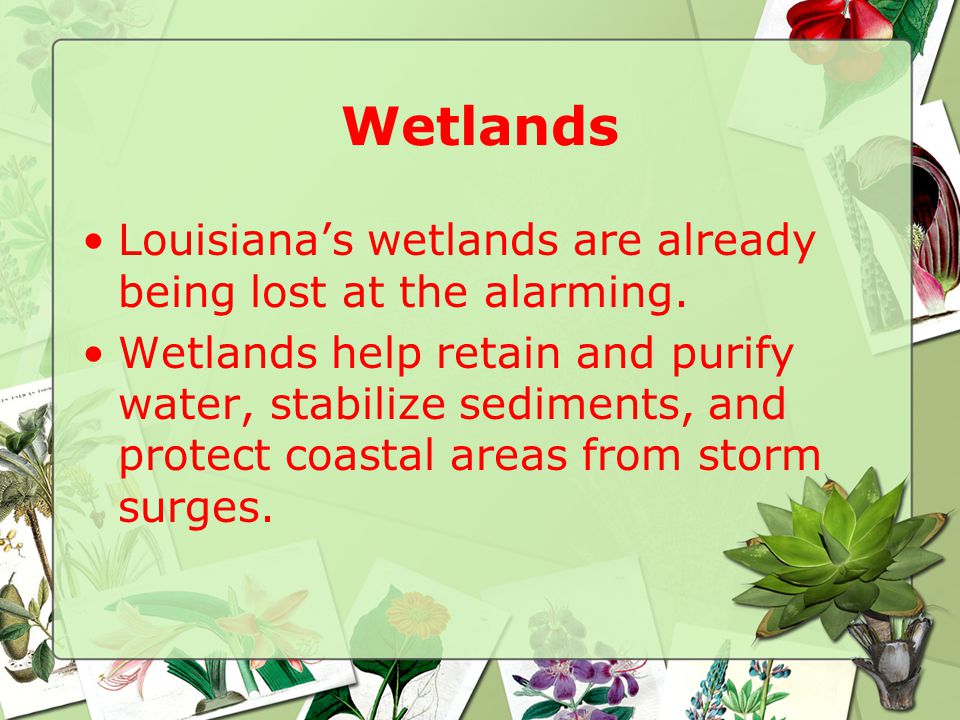 Wetlands Louisiana’s wetlands are already being lost at the alarming.