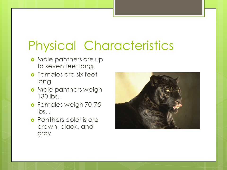 PANTHER By Hailey. Physical Characteristics  Male panthers are up to seven  feet long.  Females are six feet long.  Male panthers weigh 130 lbs..  -  ppt download