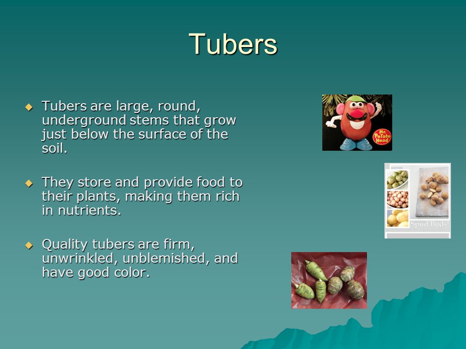 Tubers  Tubers are large, round, underground stems that grow just below the surface of the soil.