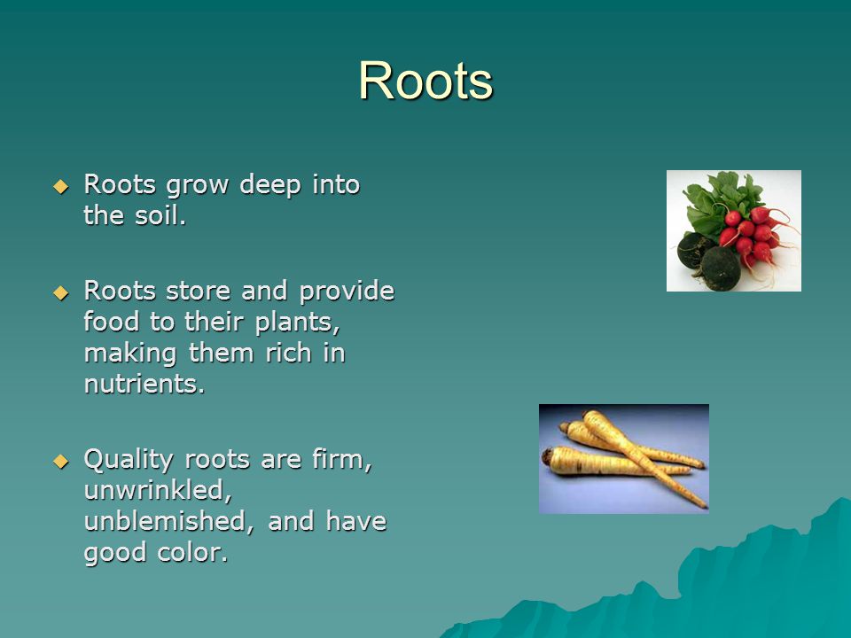 Roots  Roots grow deep into the soil.