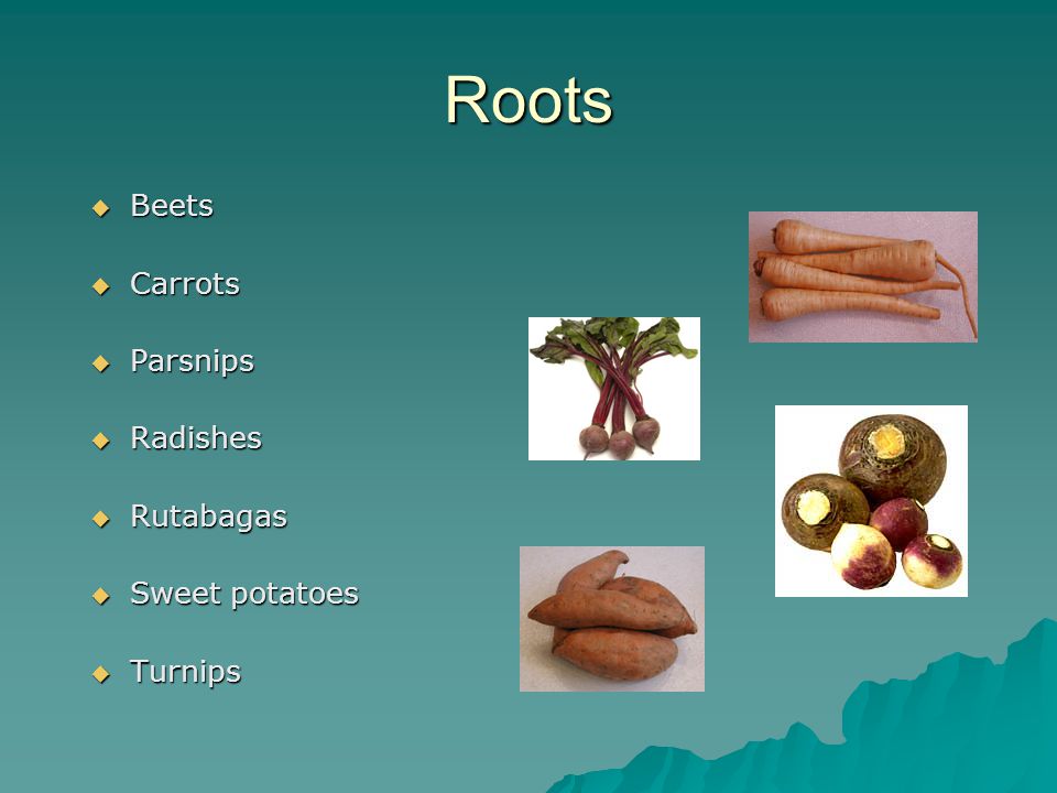 Roots  Beets  Carrots  Parsnips  Radishes  Rutabagas  Sweet potatoes  Turnips