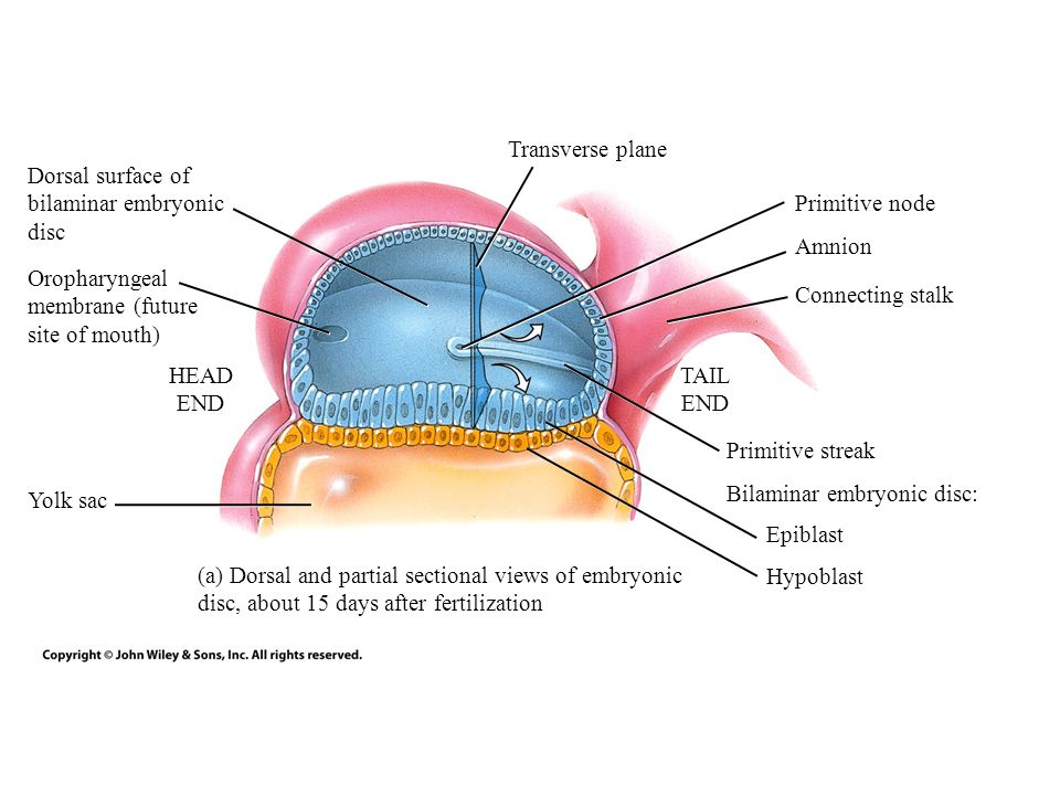 Dorsal surface of bilaminar embryonic disc Oropharyngeal membrane (future site of mouth) Yolk sac HEAD END Primitive node Amnion Primitive streak Connecting stalk Bilaminar embryonic disc: Epiblast Hypoblast Transverse plane (a) Dorsal and partial sectional views of embryonic disc, about 15 days after fertilization TAIL END
